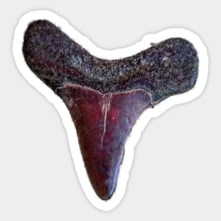 Pattern Red Shark Tooth Fossil Print Sticker